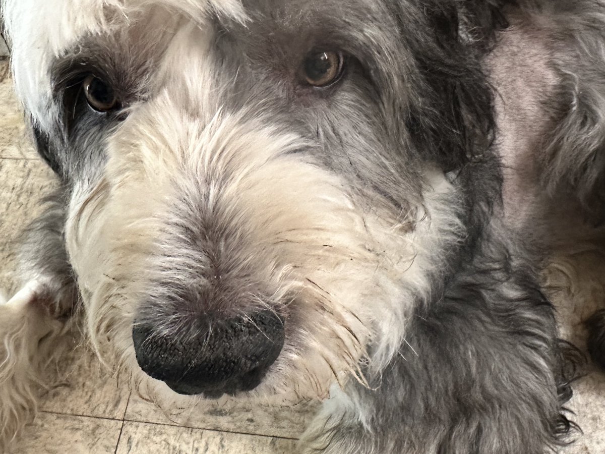 favordenojoder's tweet image. Best wishes for Pandy!
Agradeceré sus oraciones