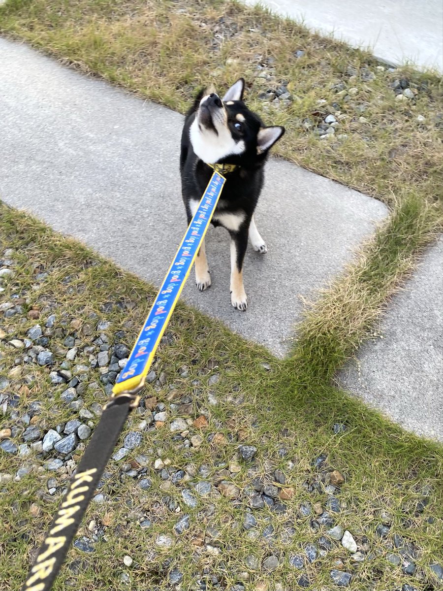 ゲン太犬 黒柴kumaru on X