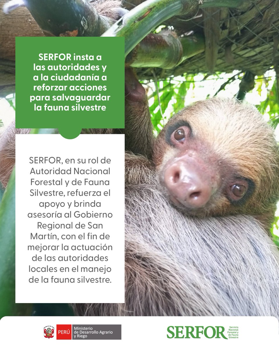 SerforPeru's tweet photo. San Martín | Tras los hechos registrados en Tocache con un ejemplar de oso perezoso, el Serfor hace un llamado a las autoridades y ciudadanía para reforzar la protección y manejo adecuado de la fauna silvestre.

Conoce más detalles sobre el caso 👉 https://t.co/5z28FJmNmY https://t.co/czPtq8tO18