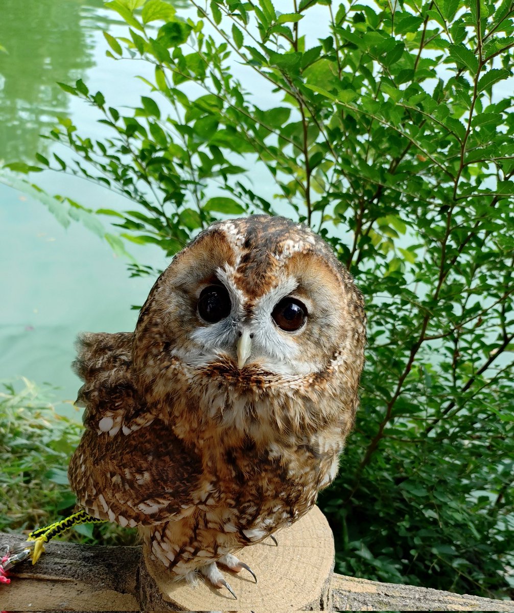 kuucocomama's tweet photo. シィ〜イちゃん♥

なあ〜に？🦉

😍かわいすぎて♪言葉にならない〜♪😍 https://t.co/AbKAGYjj6t