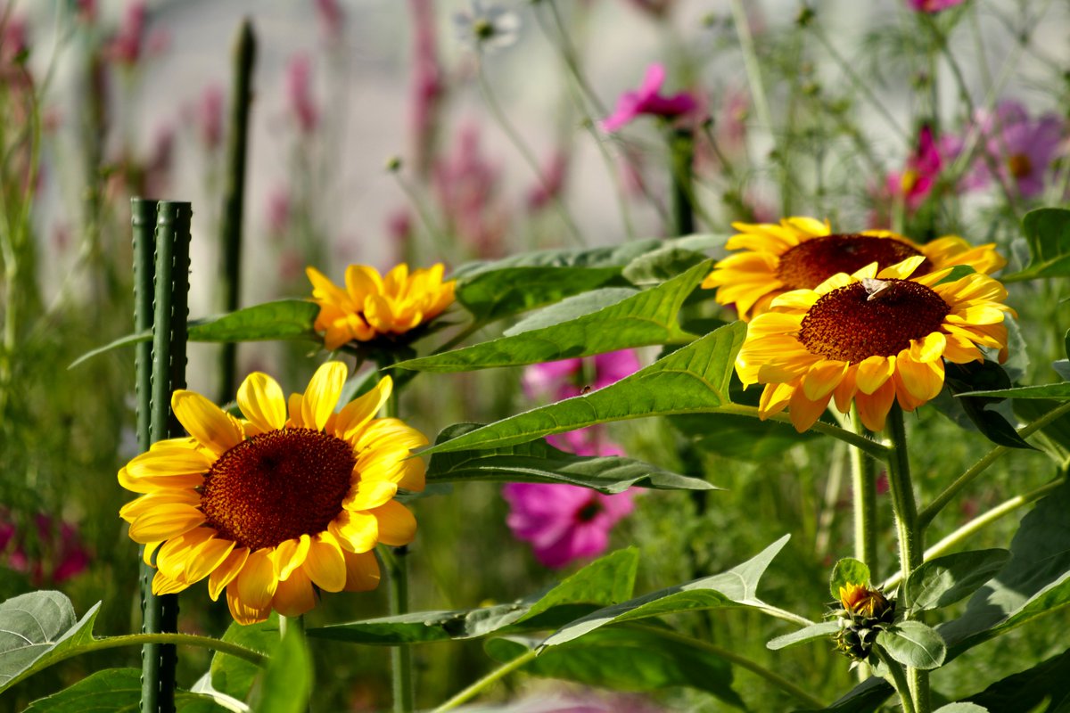 向日葵確認ページ PXL_20241219_230215182.jpg?v=