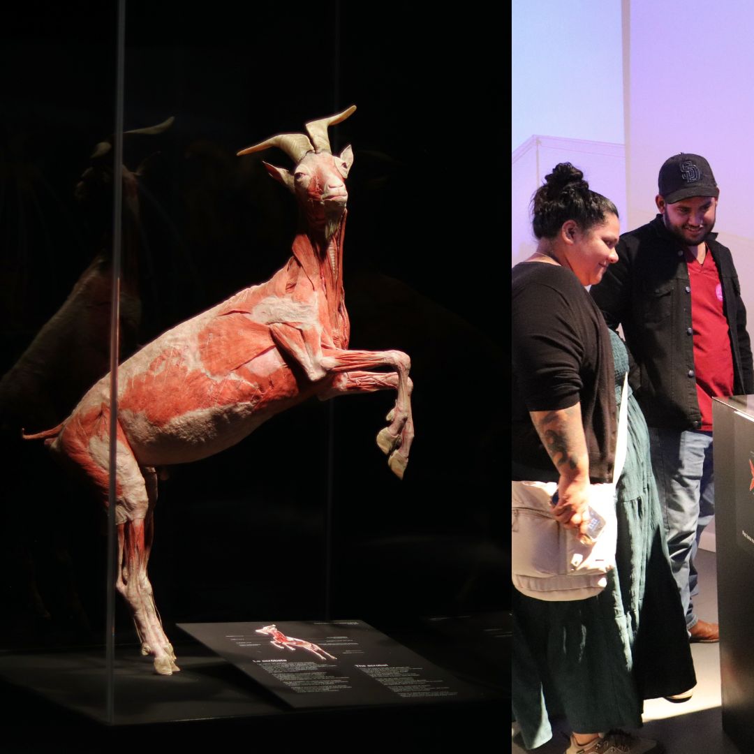 ExploraLeon's tweet image. Más de 100 especímenes reales preservados con la revolucionaria técnica de plastinación, revelan los secretos del movimiento, la fuerza y la vida misma.
 Más información  explora.edu.mx/evento/detalle…

 #BodyWorldsExplora
#AnimalInsideOutExplora
#SafariDeCienciasExplora