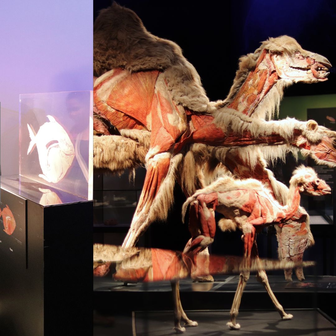 ExploraLeon's tweet image. Más de 100 especímenes reales preservados con la revolucionaria técnica de plastinación, revelan los secretos del movimiento, la fuerza y la vida misma.
 Más información  explora.edu.mx/evento/detalle…

 #BodyWorldsExplora
#AnimalInsideOutExplora
#SafariDeCienciasExplora