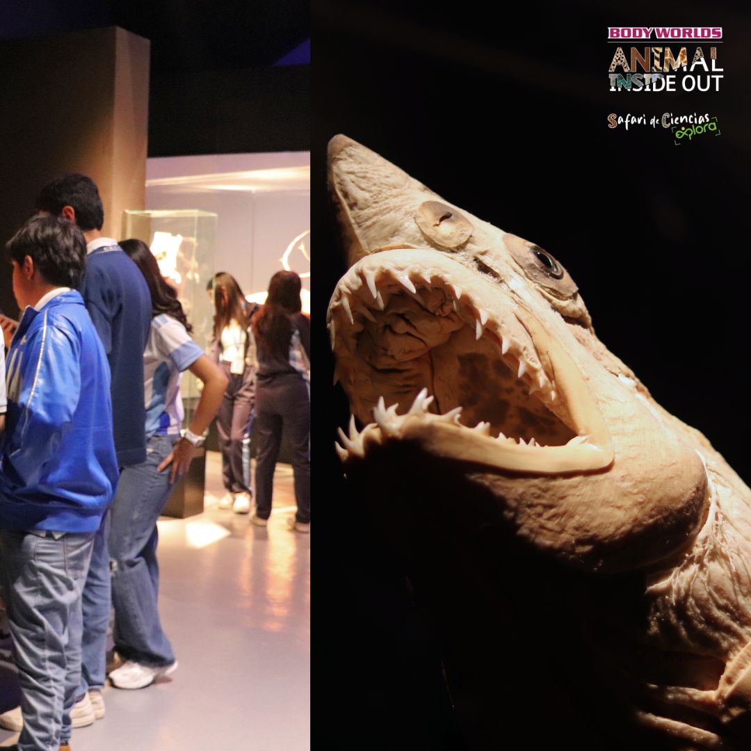 ExploraLeon's tweet image. Más de 100 especímenes reales preservados con la revolucionaria técnica de plastinación, revelan los secretos del movimiento, la fuerza y la vida misma.
 Más información  explora.edu.mx/evento/detalle…

 #BodyWorldsExplora
#AnimalInsideOutExplora
#SafariDeCienciasExplora