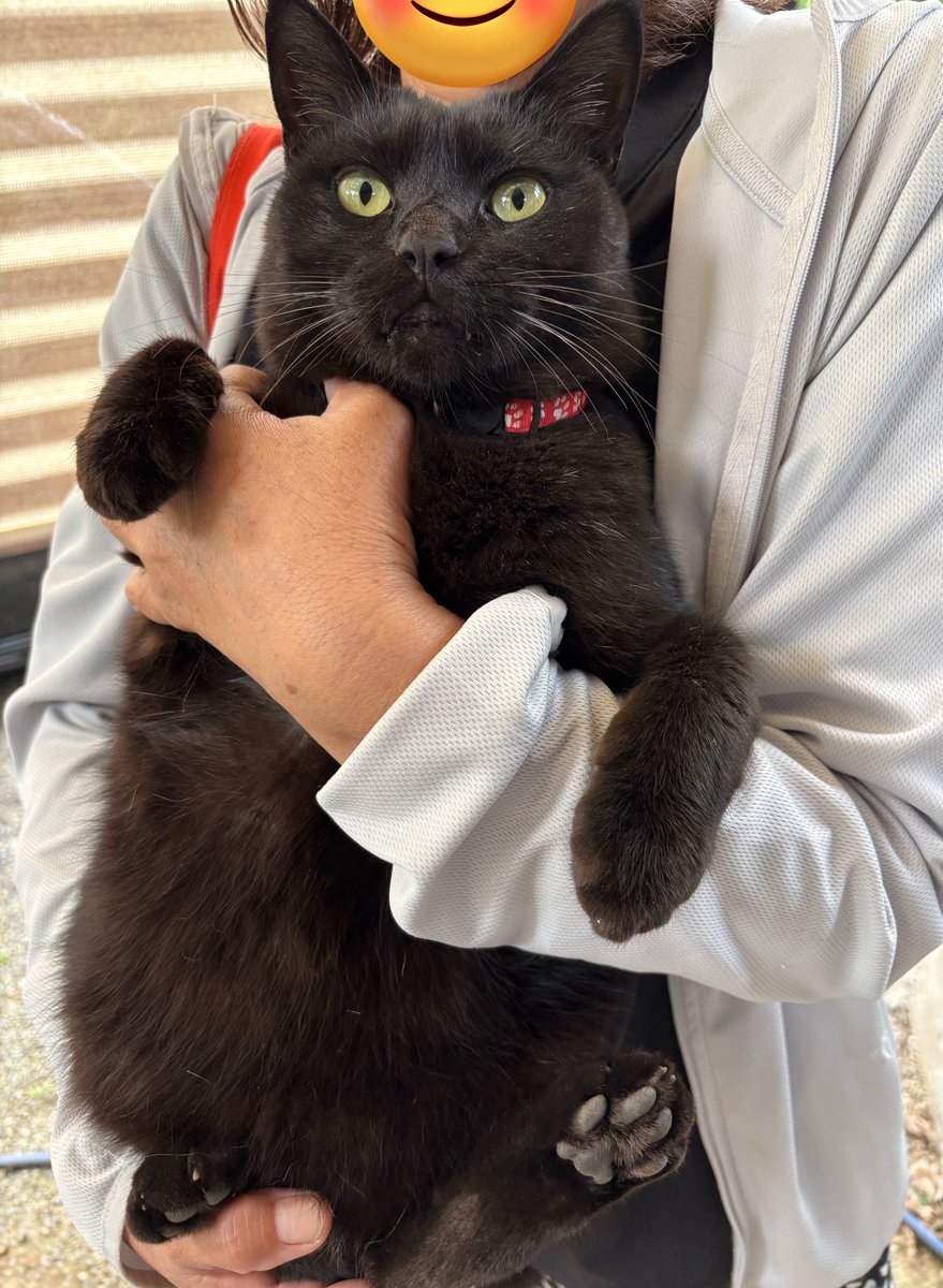 猫の寅 mqdefault.jpg