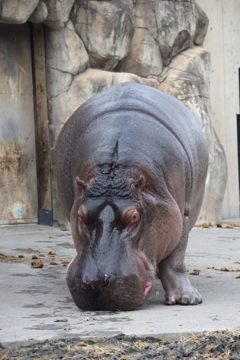 Yuuka ☀️プロフ確認☀️  2 アオダモ　株立ち Yuuka ☀️プロフ確認☀️ 2 アオダモ 株立ち Yuuka ☀️プロフ