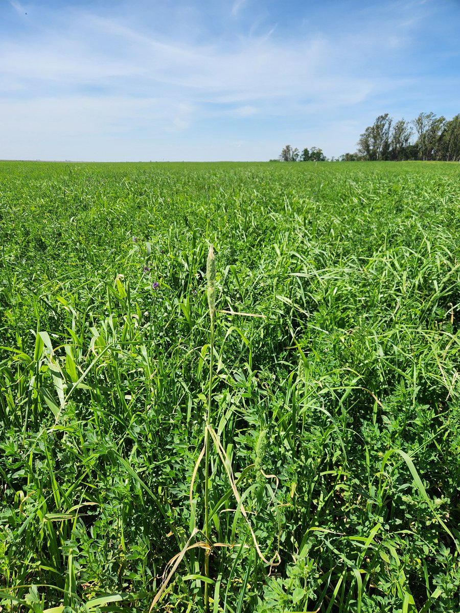 Un poco de la recorrida de hoy, evaluando el resultado de la ambientación de lotes y planificando reservas.
#juegalareina #alfalfa #pasturascpnsociadas #mejoramientodebajos #gentedepastos