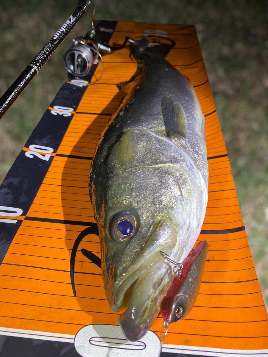 さくとぅー on X