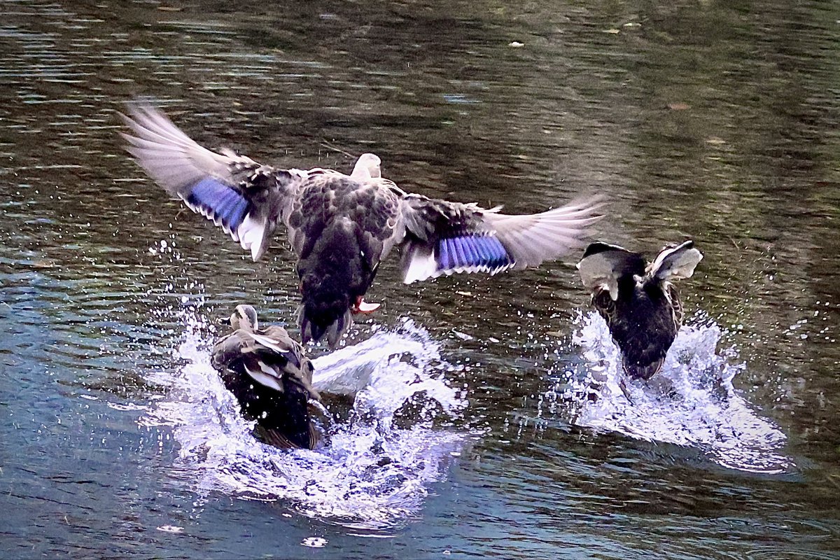 やさぐれパンダ/かながわZS401 on X