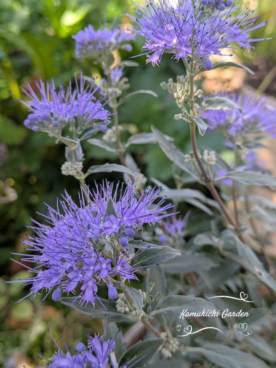 スターリングシルバー