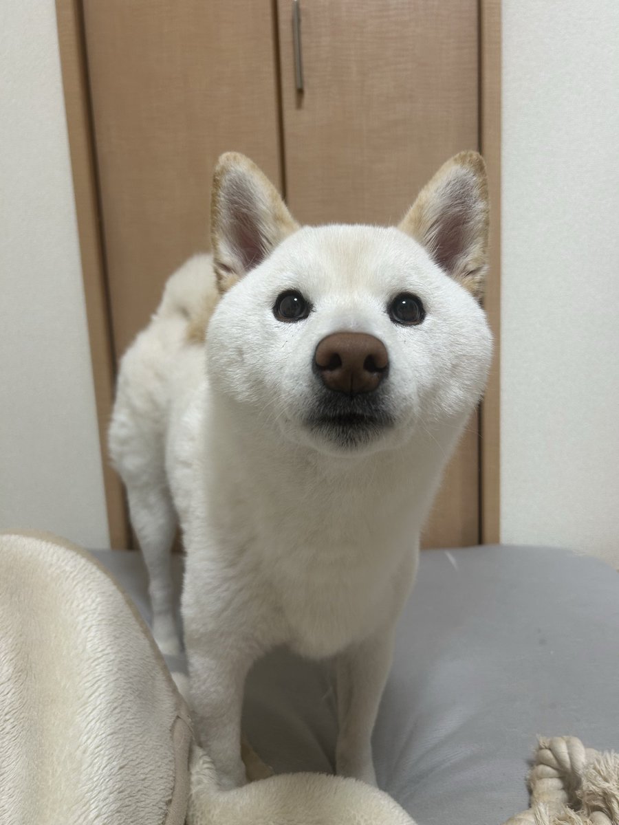 白柴もち吉 (@mochikichiiii) / Posts / X