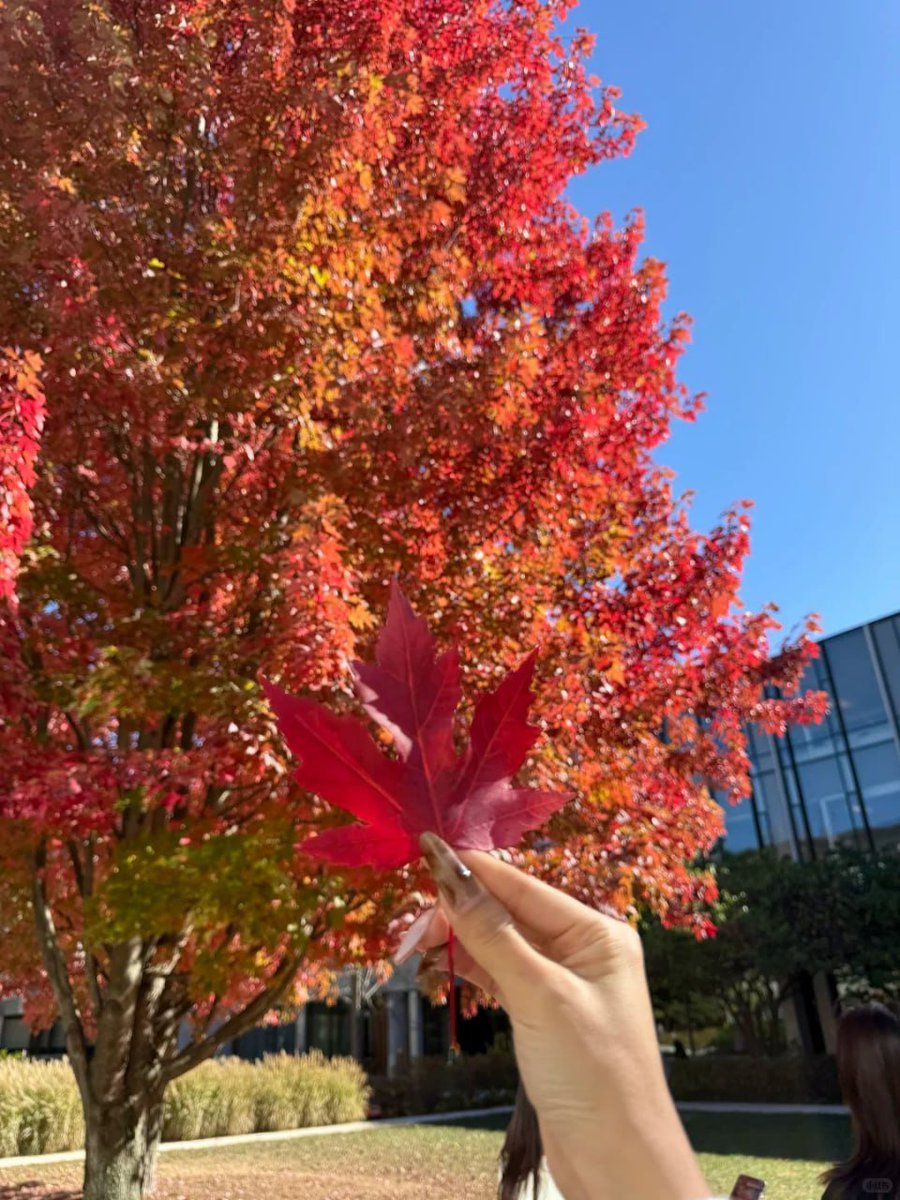 Even as they fade, autumn leaves leave behind their beauty…
The poetry of red, yellow and golden nature that reminds the soul, transformation can also be beautiful.