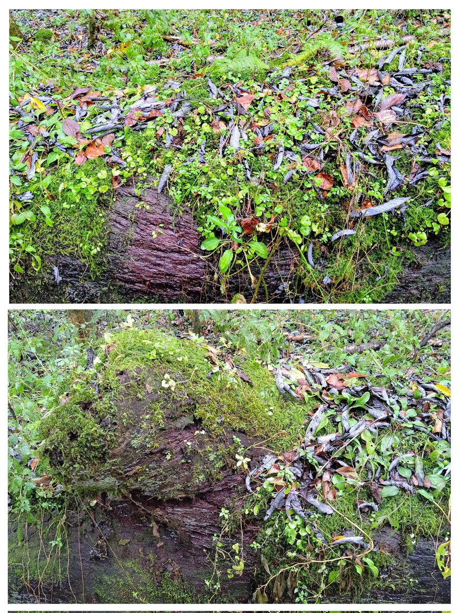 おはようございます👋😃
青空が眩しい朝♪✨☀️✨

穏やかな一日になりますように🍀

#倒木と苔
#上高地