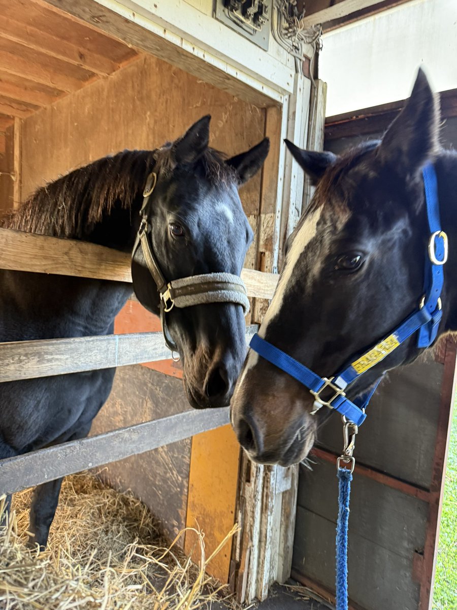 柘榴@夢座市【い3】🐦‍⬛🦉🐦‍🔥 (@zakuro87) / Posts / X