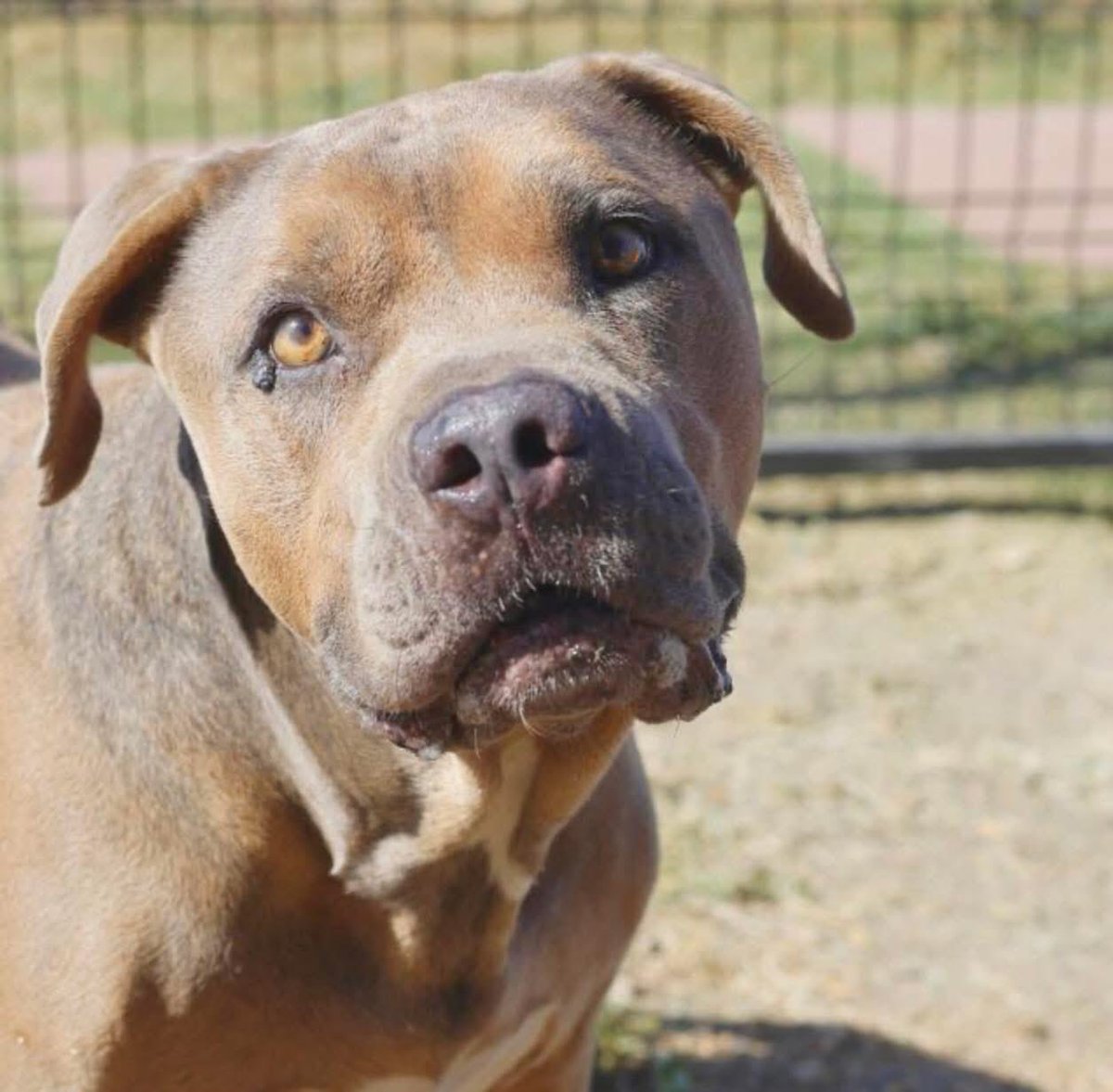🆘 GORGEOUS OLDER #AMSTAFF DOG IS BEIJG KILLED TOMORROW 10.29 BY #SANANTONIO ACS #TEXAS‼️

SIMBA 🦁#A780202 9yo M, 70 lbs

💕sweet, dog friendly, affectionate
🚨open-mouthed breathing, mucopurulent nasal discharge (CIRD)

#Foster #AdoptDontShop #PledgeForRescue #DontBullyMyBreed