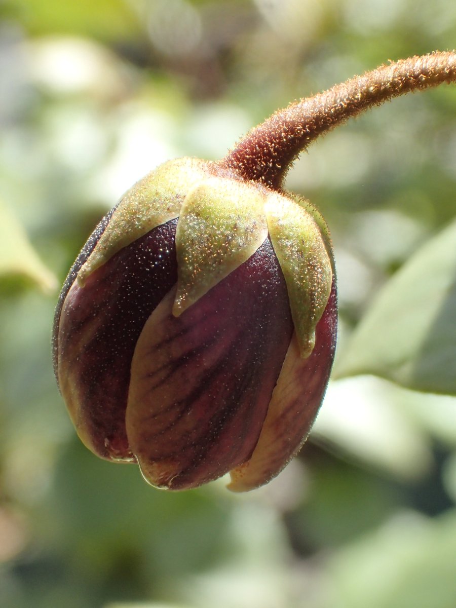 National Tropical Botanical Garden tweet media