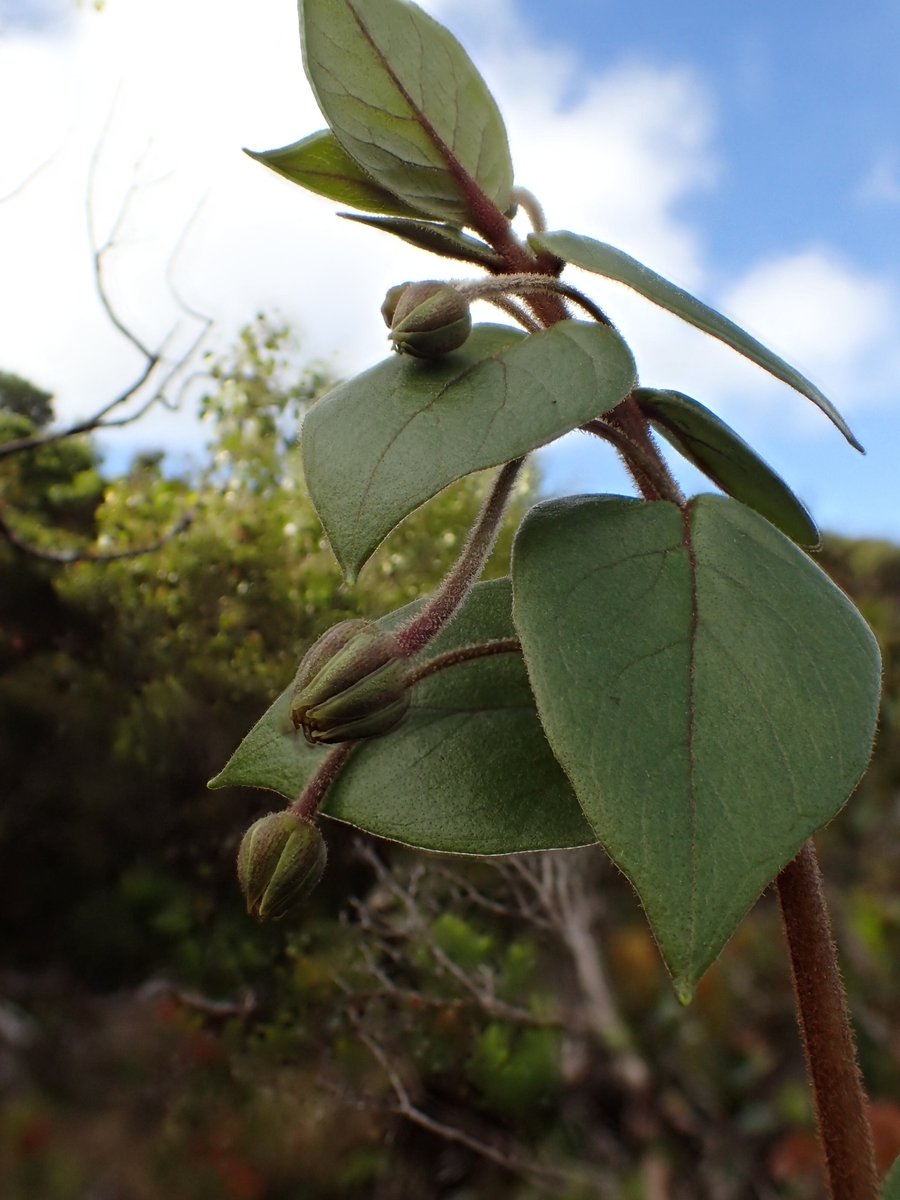 National Tropical Botanical Garden tweet media