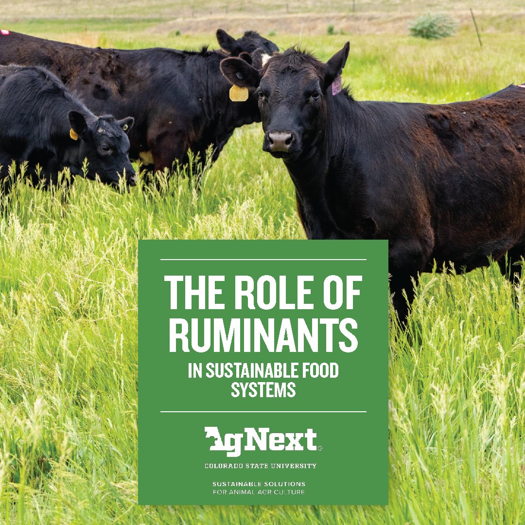 CSUAgNext's tweet image. Ruminant animals such as cattle, sheep, and goats play a vital role in sustainable food systems. This fact sheet, informed by @drsplace, highlights their contributions to food security, producer profitability, and ecosystem health. Learn more: loom.ly/ikcqpHk