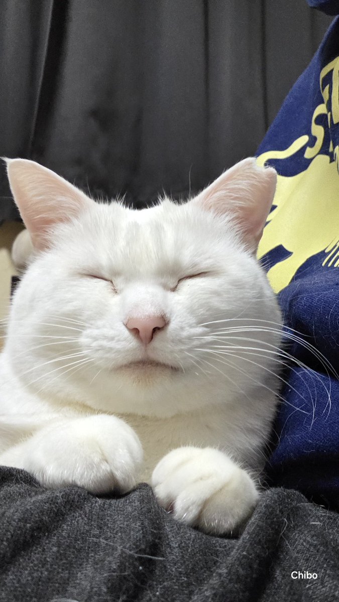 小さめ！猫目ルチルたん！かわいい！ 小さめ！猫目ルチルたん！かわいい！ 小さめ！猫目ルチルたん