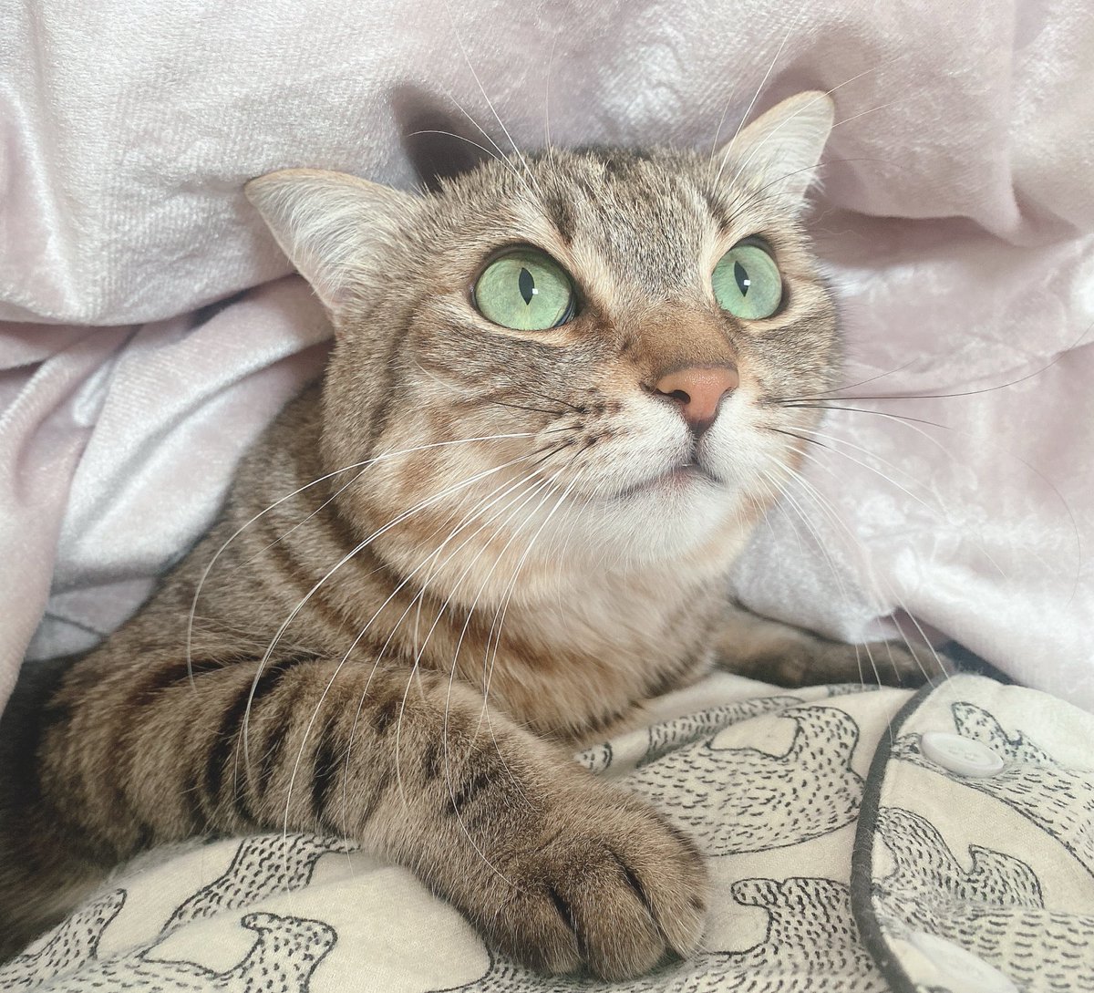 多々良ねこ The girls were heartbroken and so sad after the cat tower in