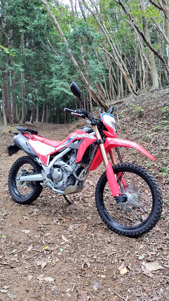 好きにできるお山が欲しい😸