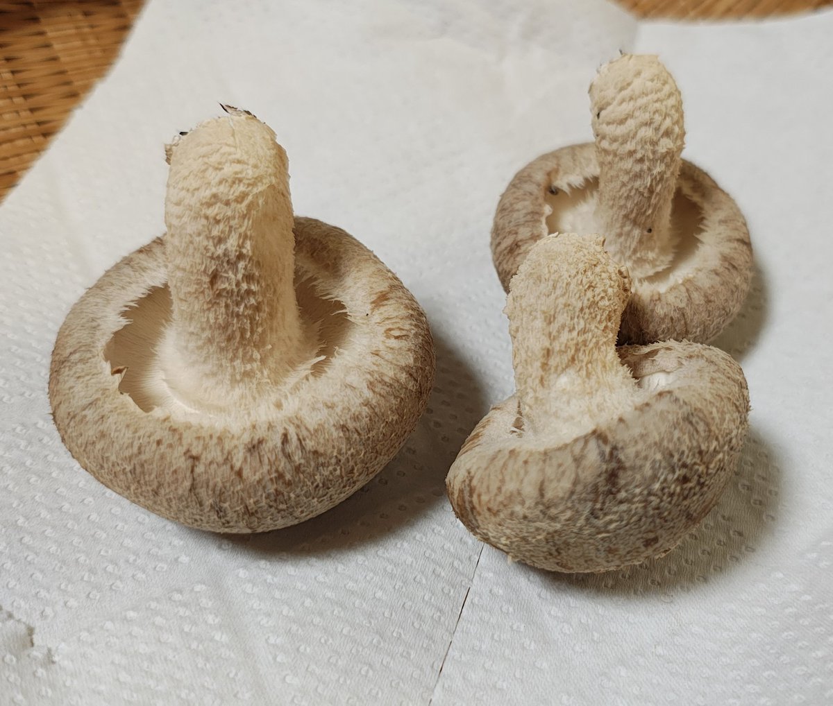 ねこ@プロフ必読★ ちび猫※プロフ全文必読※2508W3 ちび猫※プロフ全文必読※2508W3 ちび猫