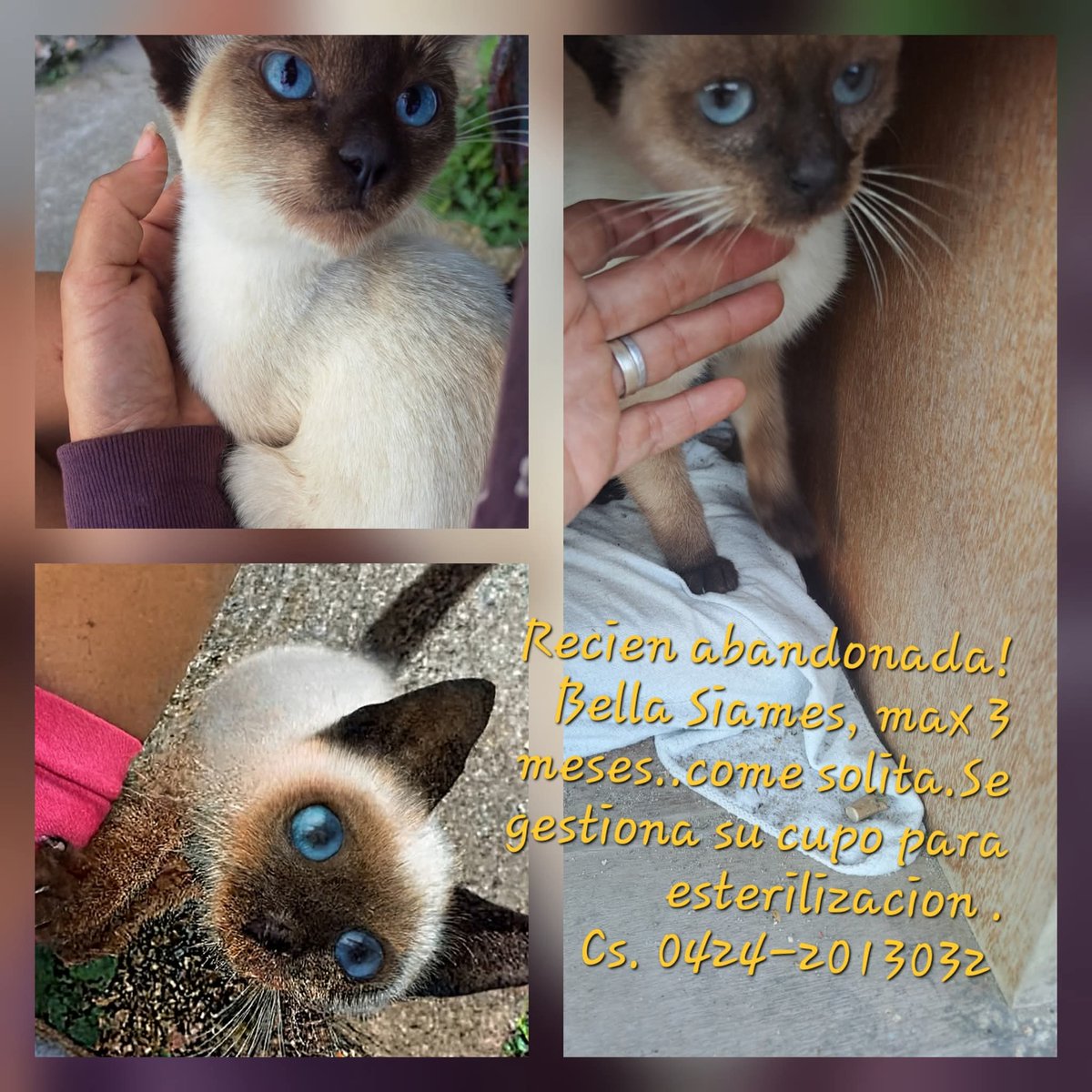 En adopción responsable, CARACAS