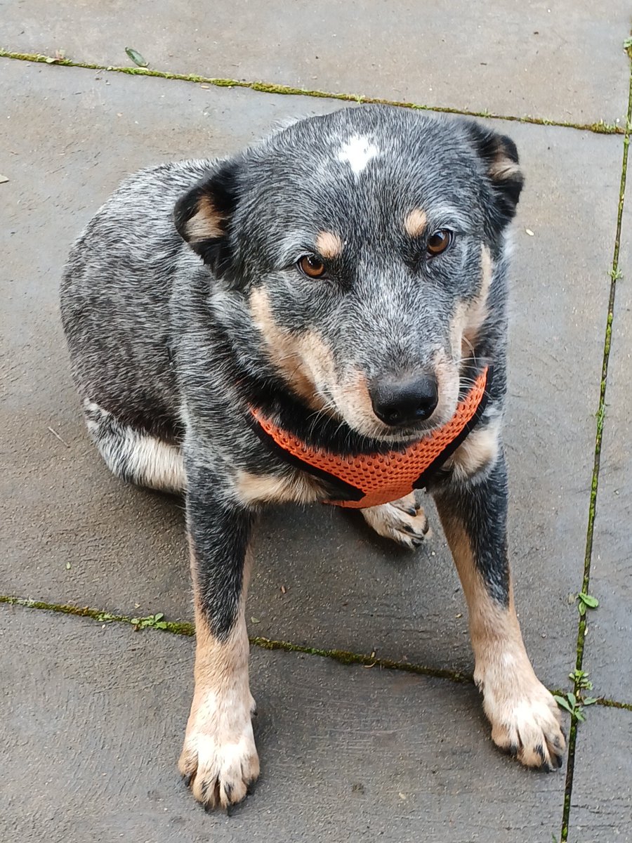 Vinnie - 1yo, male - Australian Cattle Dog x - Vic *Adopted*
workingdogrescue.com.au/?p=122841
acd,Adopted,archive,AWDRI,Source:RE146027,Victoria(VIC)
