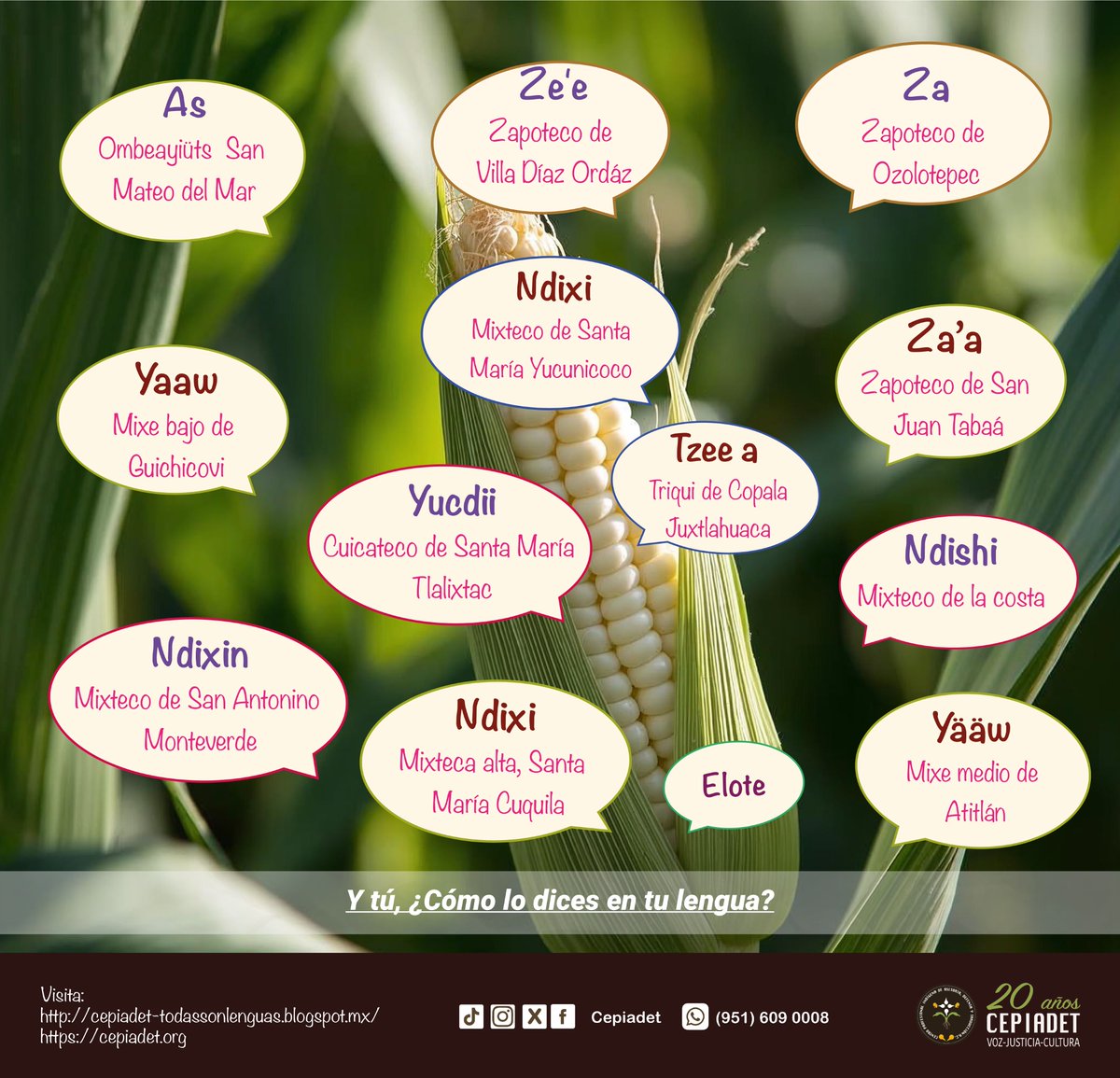 El día de hoy compartimos la palabra #Elote en diferentes lenguas y variantes.

Y tú, ¿Cómo lo dices en tu lengua?

#NuestrosPueblosNuestrosDerechos
#DiversidadSinRacismo