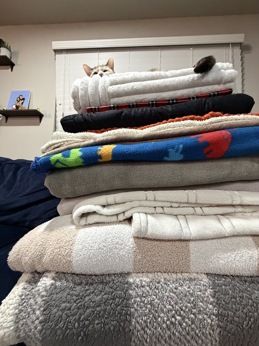 Panko A. Cat’s Mom (@fatfatpankocat) on Twitter photo 