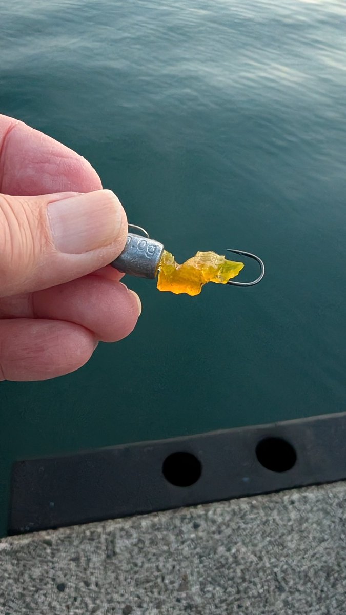 ニャンズのパパにゃっす😸 on X