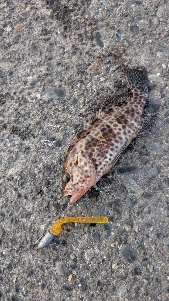 はっぱ様 ニャンズのパパにゃっす😸 on X