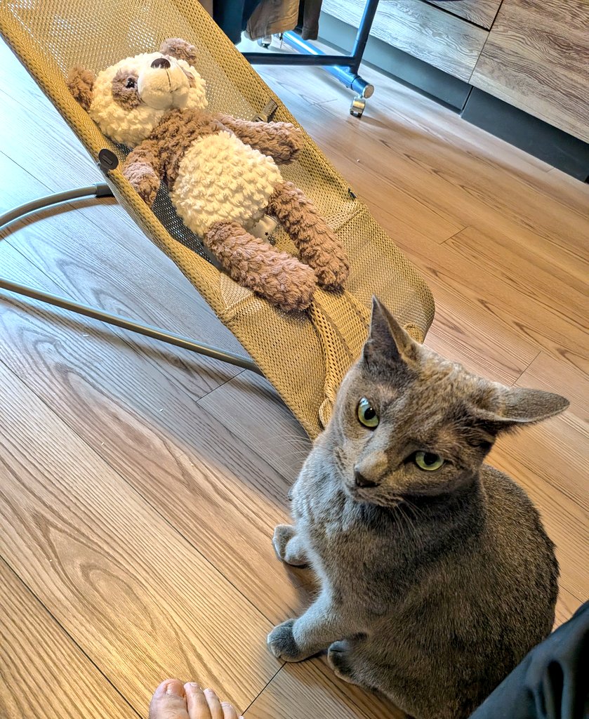 おはようございます☀️

碧さま「ぬいぐるみの方が優遇されてる……？( ᯣ ̱ᯣ )」

妹がバウンサーを使わない時は、ぬいぐるみ管理人が常駐中🧸

#猫のいる暮らし #猫あるある