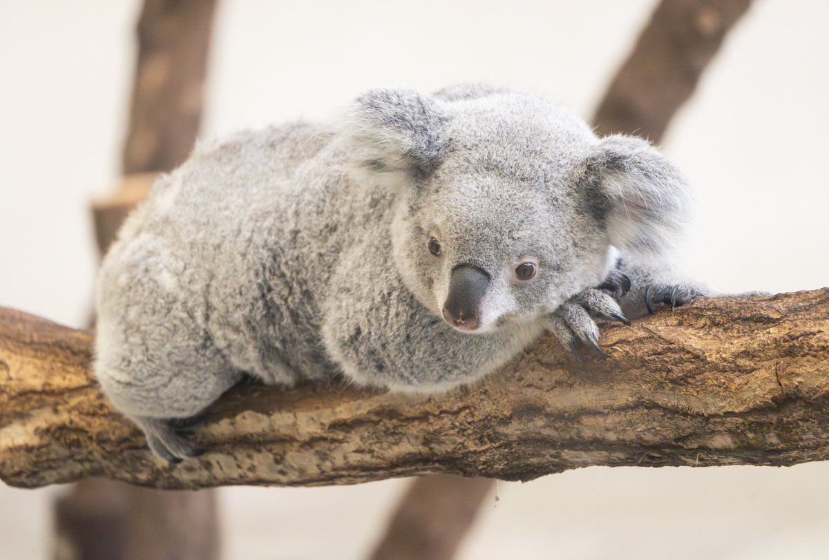 エビもり🍤MKP🐨🍄 on X