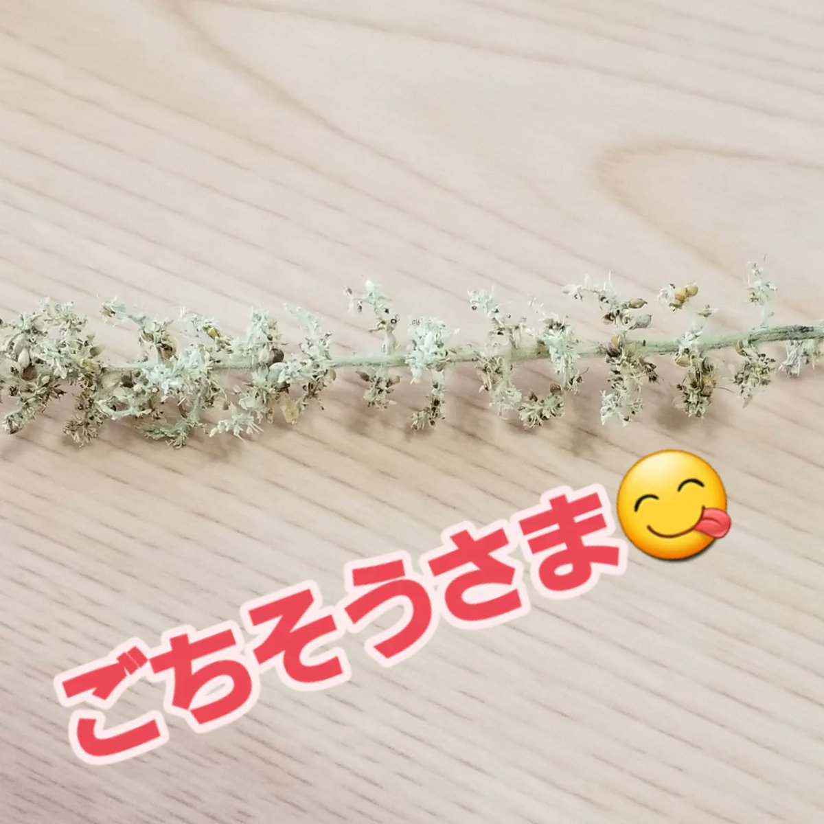 11月1日、今年の福粟、販売スタートします🍀TSUBASAの店頭&amp;ジャパンバードフェスティバル(我孫子市)TSUBASAブースにてお買い求めいただけます🦜週末はお散歩がてら、訪れてみてね
ameblo.jp/tsubasa0615/en…