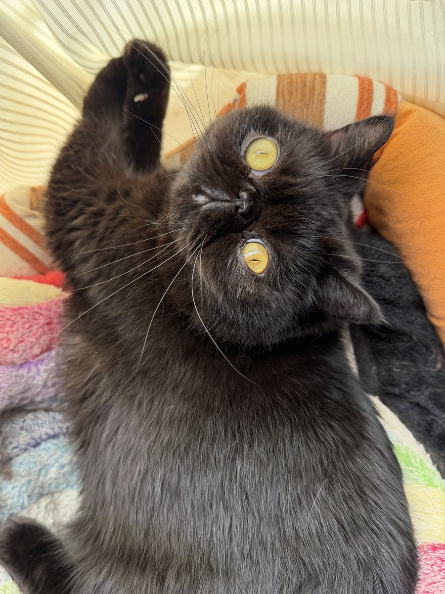 しぃちゃん (@shi_chan347) / Posts / X