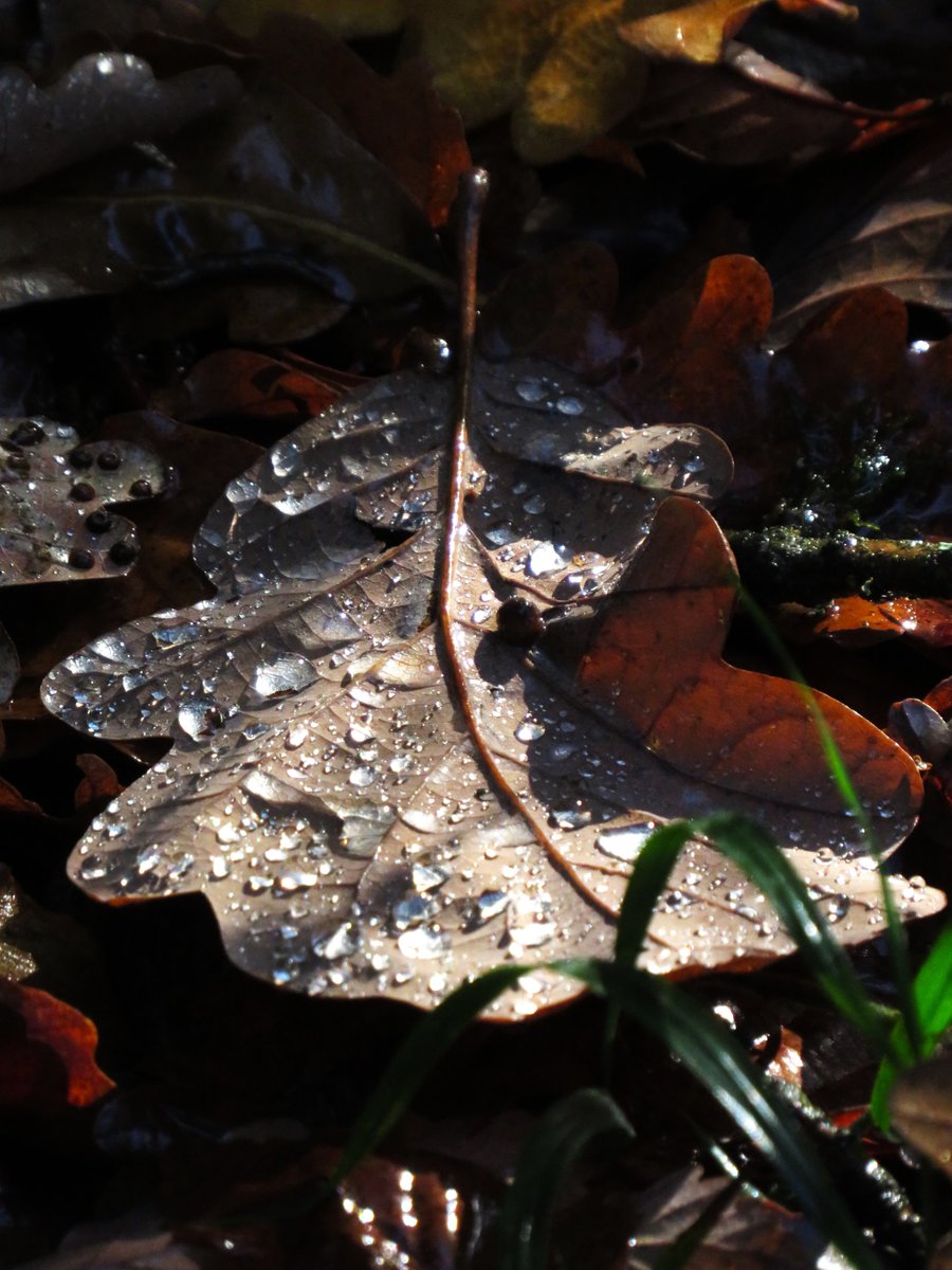 A fallen leaf collects 
fair sparking pools
All lolling, each reflects; 
they're startling jewels
#WaterWednesday
🌱 🍂 🫧 🤍