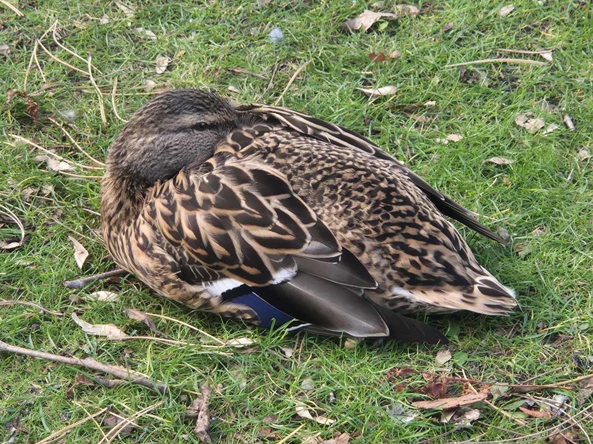 Kasandora 🏳️‍🌈 tweet media