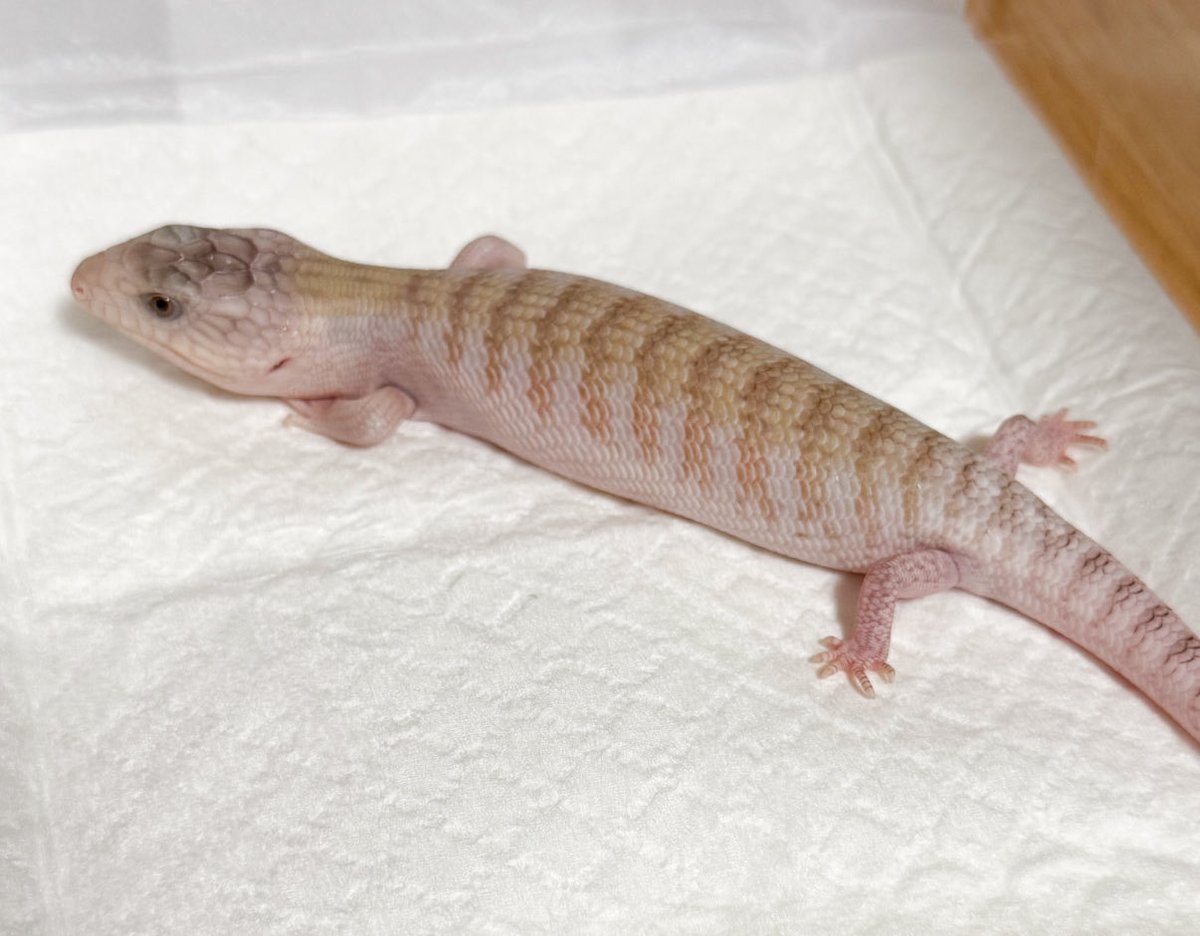 はちゅぺいママ on X