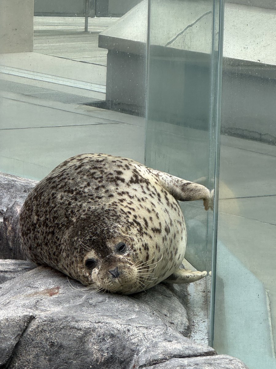 速報

乾ボ、臭い

2025.10
#男鹿水族館
#ゴマフアザラシ #ターボ