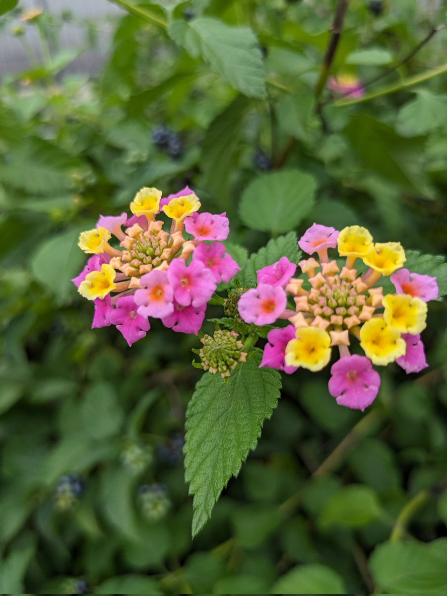 はなたん☆ チャイナボタン付き配色セーラーZIPパーカー– A AM STUDIO