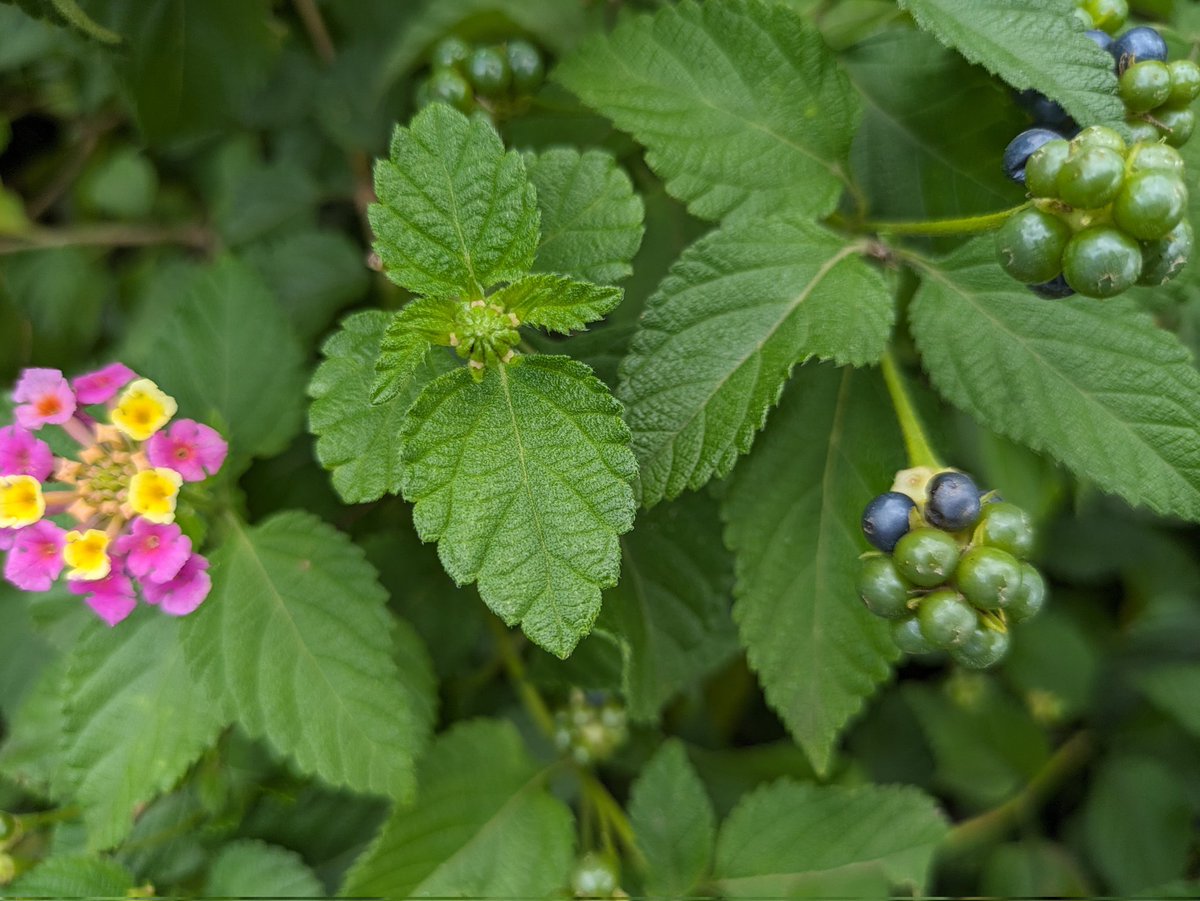 あずニャン on X