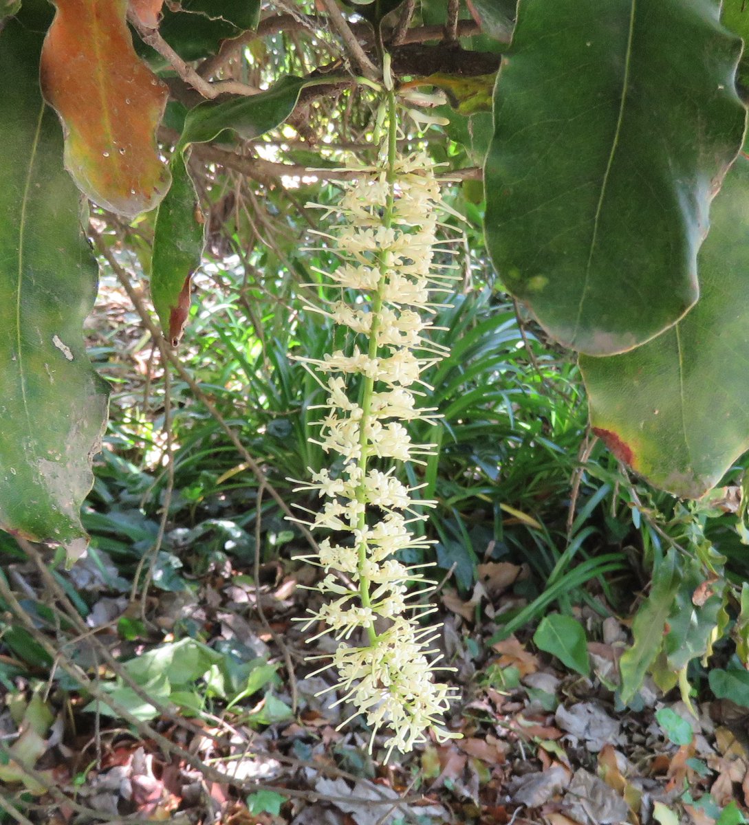 StuartWilliams_'s tweet photo. Inflorescence of Macadamia tetraphylla, from New South Wales and Queensland
#RBGMelbourne #Macadamia #Proteaceae #ozplants https://t.co/G216zYbN0y
