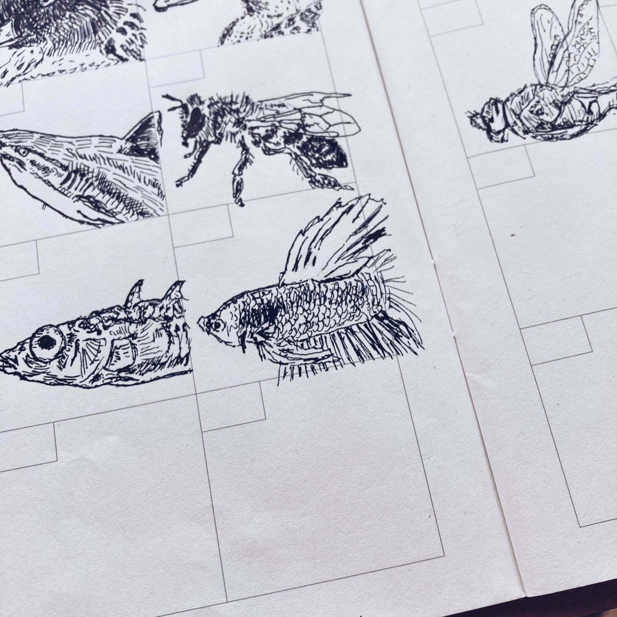 オスのシャムトウギョは、メスを30秒見ただけで、攻撃性が急上昇します。それは、ライバルを蹴散らして、メスに選ばれたいから。

ぼくたちも同じ。気になる人がいると、つい見栄を張ったり、他人に厳しくなったりします。「誰かに選ばれたい」という本能が、無意識に行動を変えてます。