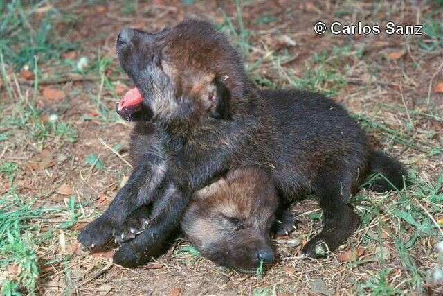 woofgonecrazy's tweet photo. crushed ... by a boulder ... https://t.co/ohKYdIPMgQ