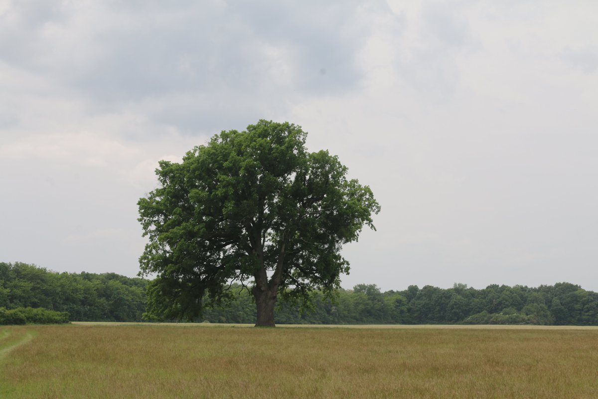 good morning treepeople