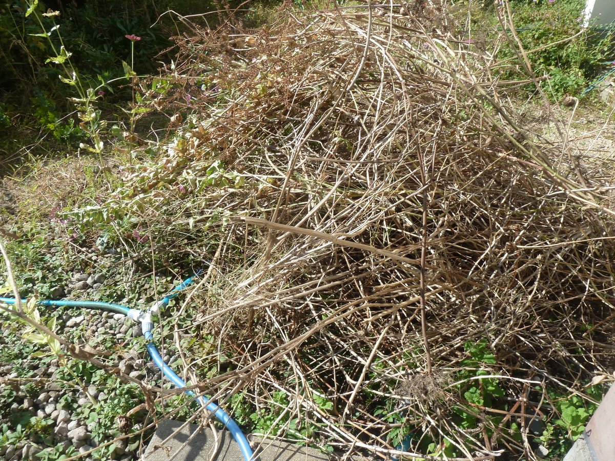 ラスト！激ヤバ実生選抜 【 Loop plants 005 】 検 冰雹 麻花龍 P1-3妖炎X血后P4 小島白刺X屈原之舞扇P5-6妖炎X黑帝斯P7 妖炎X美