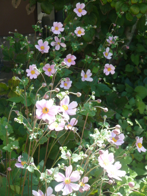 如月芳美＠超絶明るい激レア難病患者改め研究対象 on X