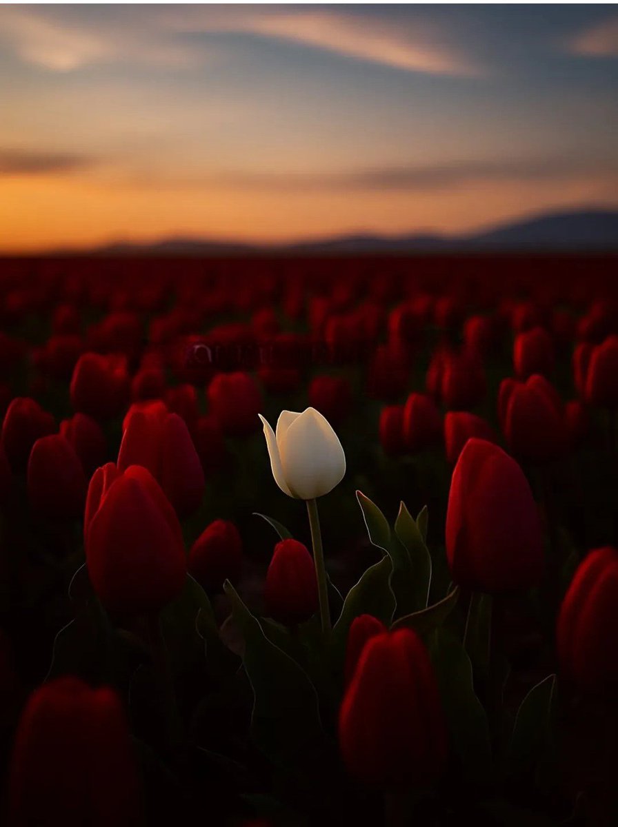 Beyaz  özeldir saflığı temsil eder
Günaydın mutlu bir gün dileğiyle ☕️☕️