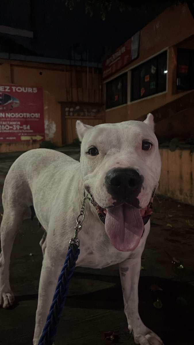 Amo tanto a mi vaca 🐮